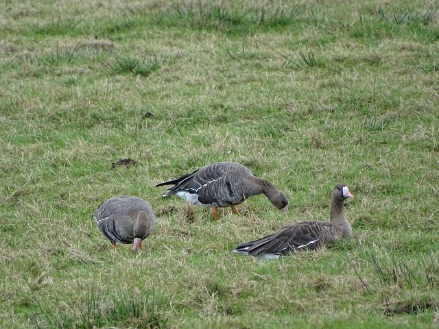 罗马vs国米首发预测:埃尔莫索、皮西利出战,迪巴拉伤愈复出